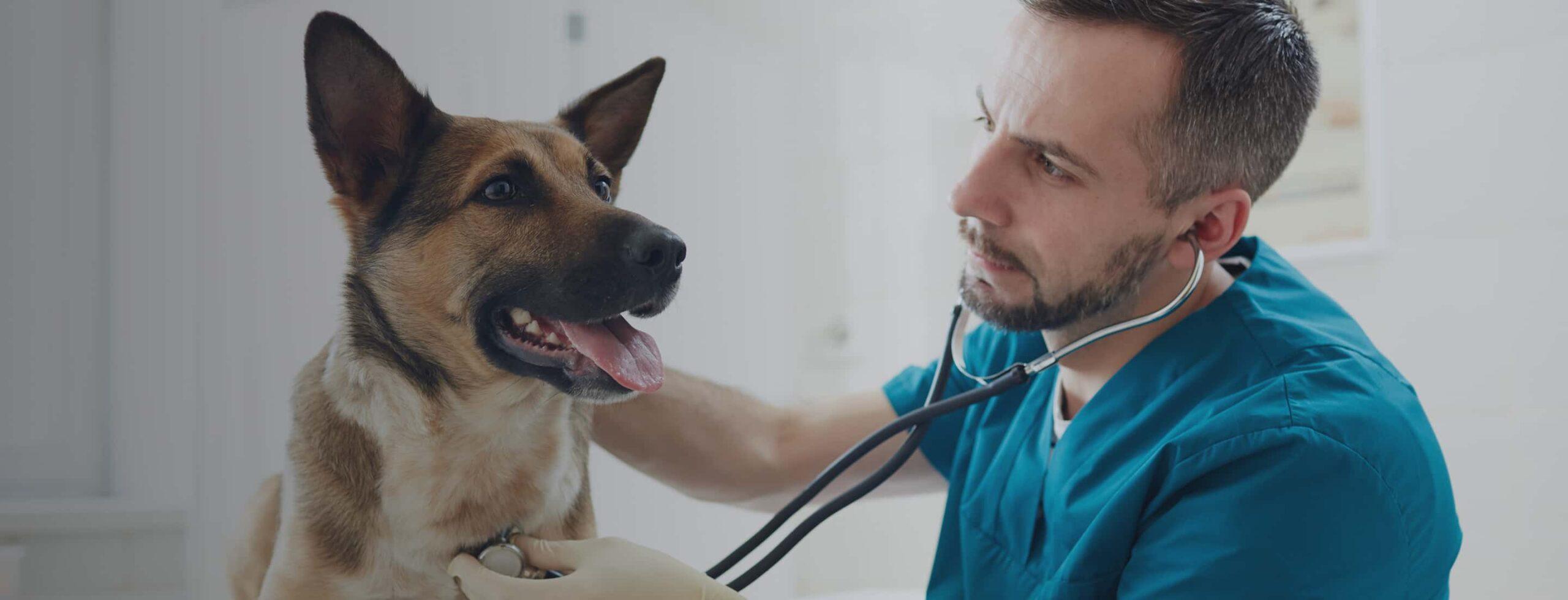 A vet performs wellness care on a German Shepherd