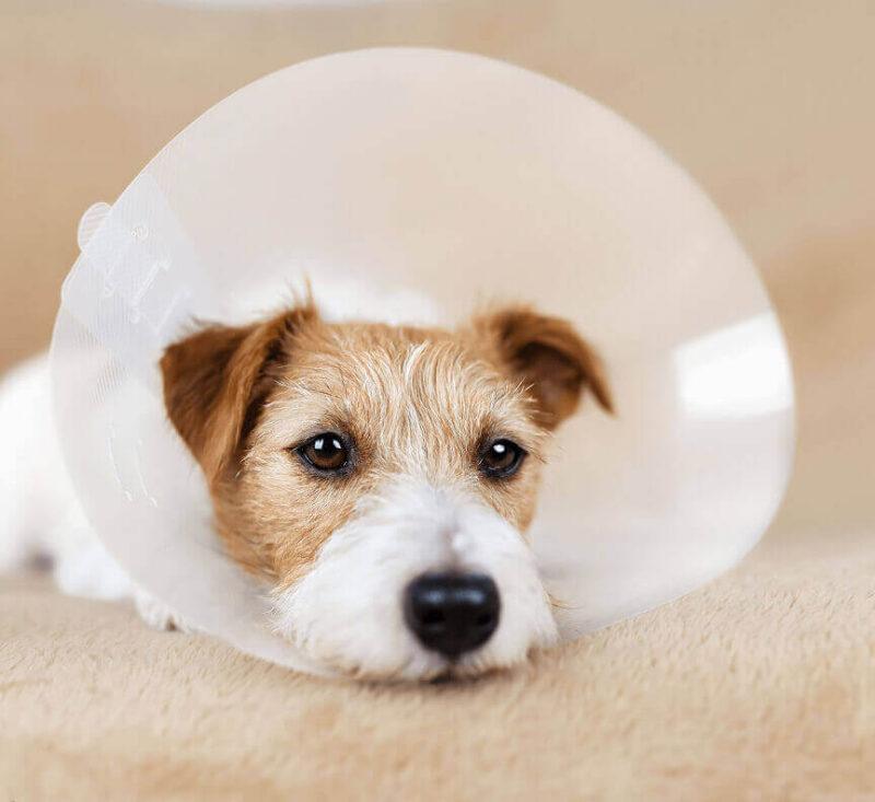 Dog with cone on its neck.